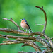 Chaffinch