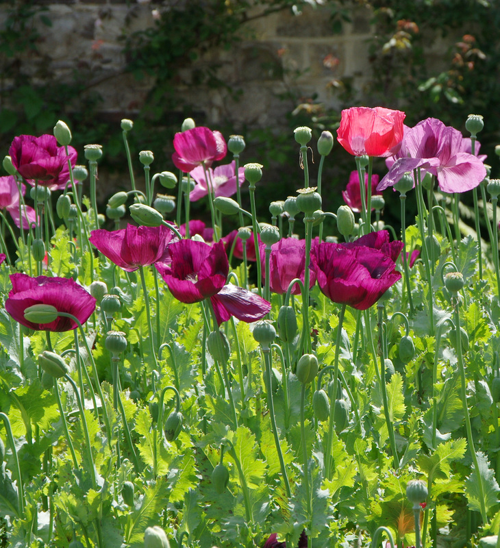 Poppies