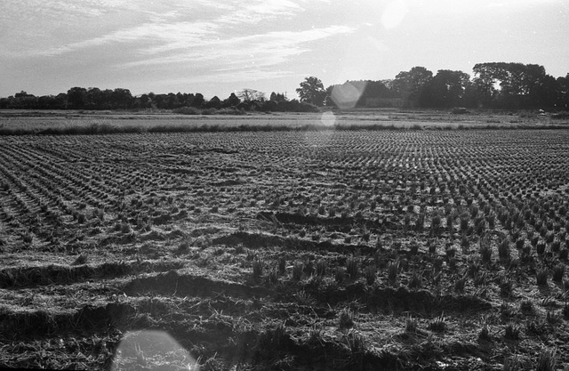 Paddy field