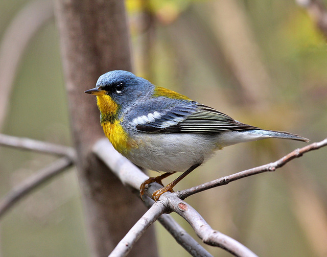 paruline à collier / northern parula