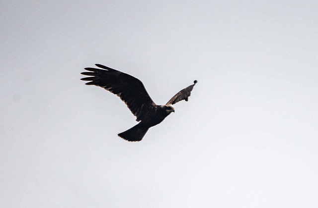 Marsh harrier