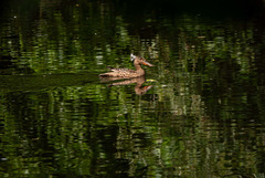 Shoveler