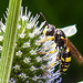 20230719 2458CPw [D~LIP] Flachblättriger Mannstreu (Eryngium planum), Bienenjagende Knotenwespe (Cerceris rybyensis), Bad Salzuflen