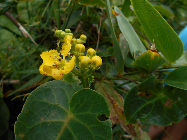 DSCN5315 - chuva-de-ouro Stigmatophyllon ciliatum, Malpighiaceae