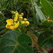 DSCN5315 - chuva-de-ouro Stigmatophyllon ciliatum, Malpighiaceae