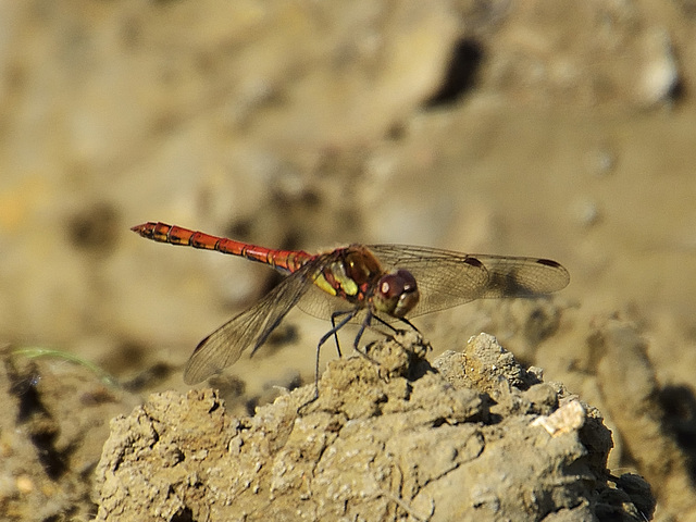 Common Darter m (Sympetrum striolatum) DSB 1443