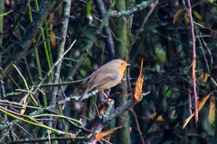 Robin (Erithacus rubecula) DSB 2221