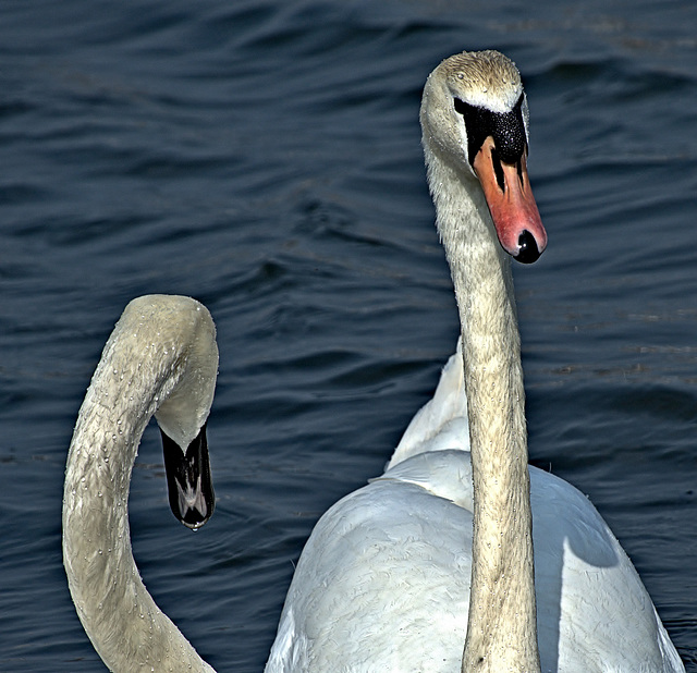 Swans