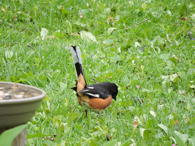 Male Eastern Towhee