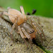Spider (Clubiona sp. )