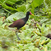 Jacana EF7A5417