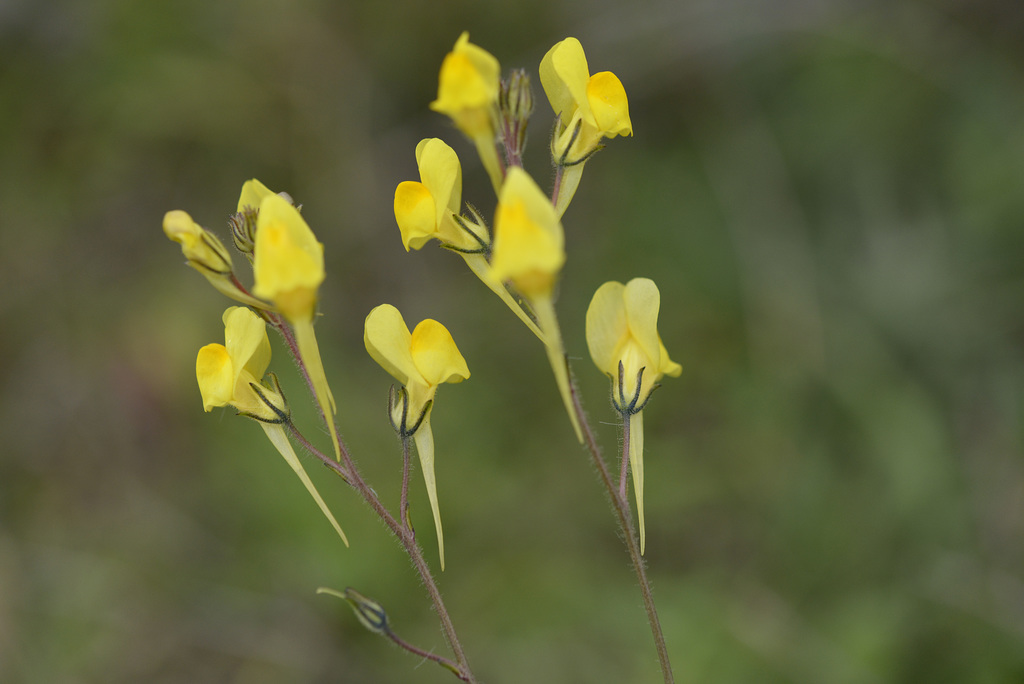 Linaria spartea