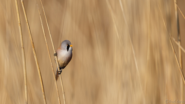 Panure à moustaches Panurus biarmicus - Bearded Reedling 2019