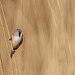 Panure à moustaches Panurus biarmicus - Bearded Reedling 2019
