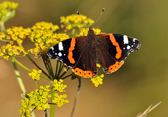 southwick hill red admiral DSC 5698