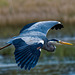 Heron in flight3