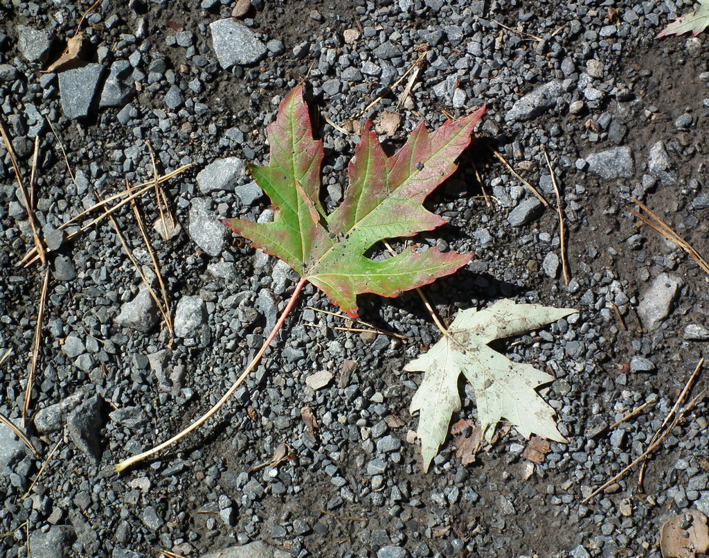 12/50 maple leaf, feuille d'érable