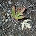 12/50 maple leaf, feuille d'érable