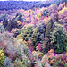 BE - Waimes - Herbstfarben am Lac de Robertville