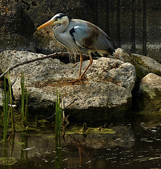 Grey Heron