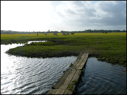 bridge to the meadow