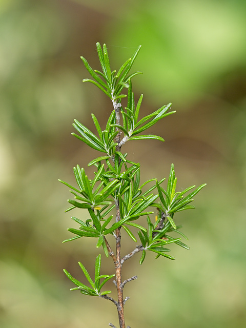 Rosemary