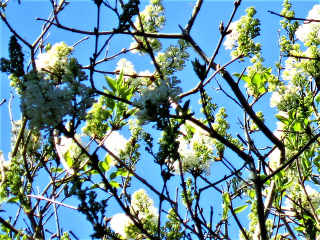 There are only about 3 white lilac trees in this part of the drive.