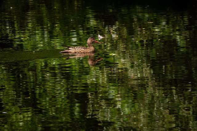 Shoveler