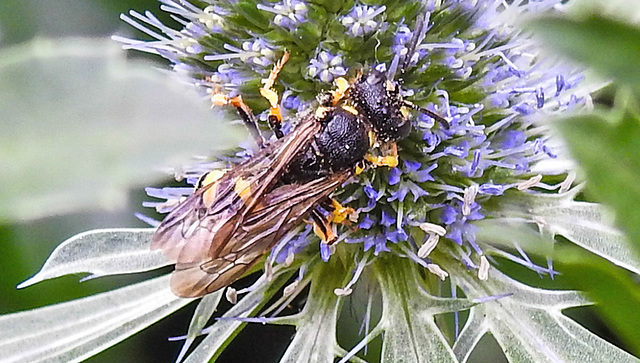 20230719 2459CPw [D~LIP] Flachblättriger Mannstreu (Eryngium planum), Bienenjagende Knotenwespe (Cerceris rybyensis), Bad Salzuflen