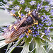 20230719 2459CPw [D~LIP] Flachblättriger Mannstreu (Eryngium planum), Bienenjagende Knotenwespe (Cerceris rybyensis), Bad Salzuflen