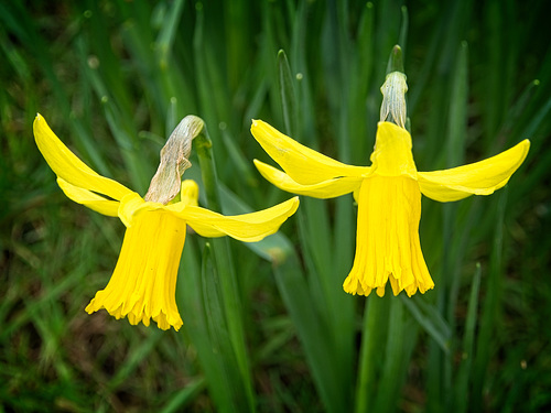 Yellow Angels