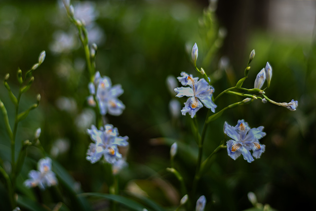 Iris
