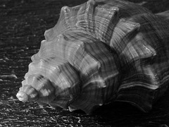 Sea shell