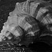 Sea shell