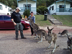 welcome committee of kangaroos