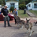 welcome committee of kangaroos