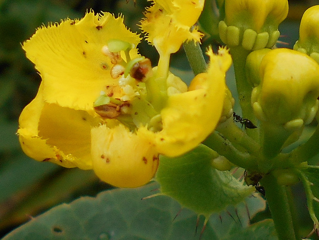 DSCN5315a - chuva-de-ouro Stigmatophyllon ciliatum, Malpighiaceae