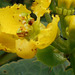 DSCN5315a - chuva-de-ouro Stigmatophyllon ciliatum, Malpighiaceae