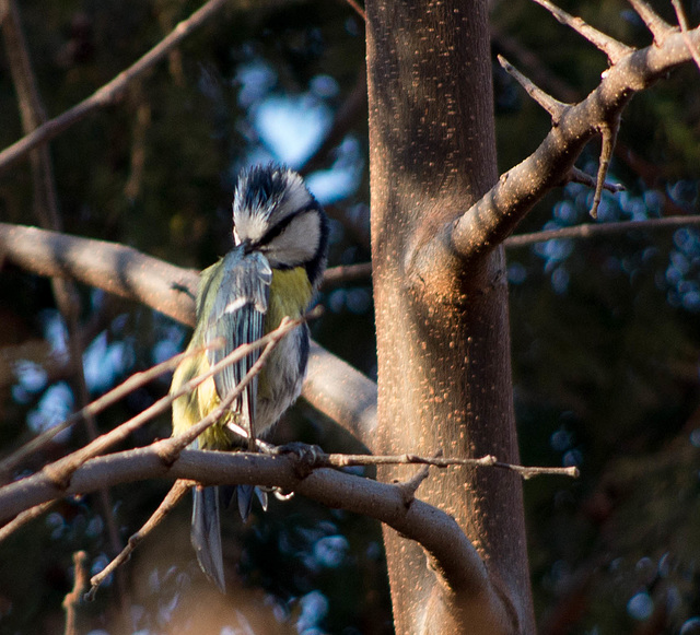 séance de lissage pour la mésange bleue - blue tit (Cyanistes caeruleus)