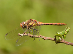 Common Darter m (Sympetrum striolatum) DSB 1509