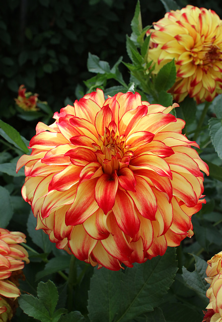 Horniman Dahlia