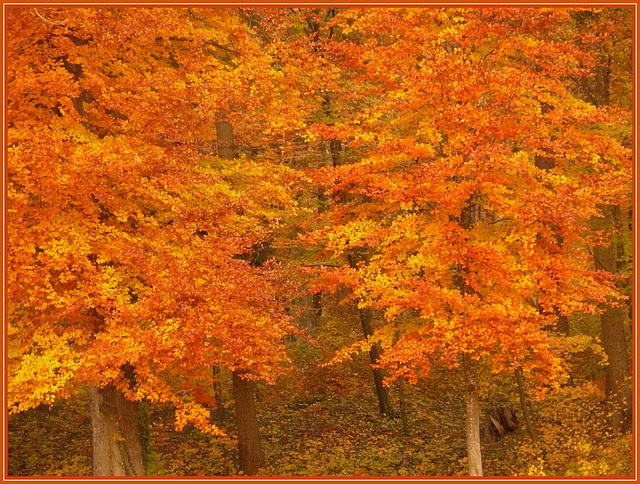 Couleurs d'Automne