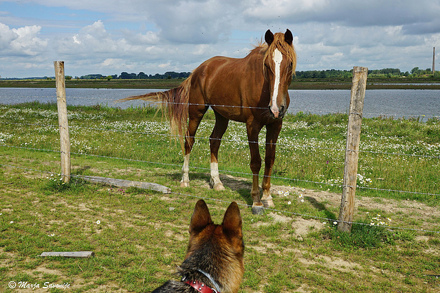 Pims eerste ontmoeting met een paard