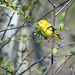 Yellow Warbler / Setophaga petechia