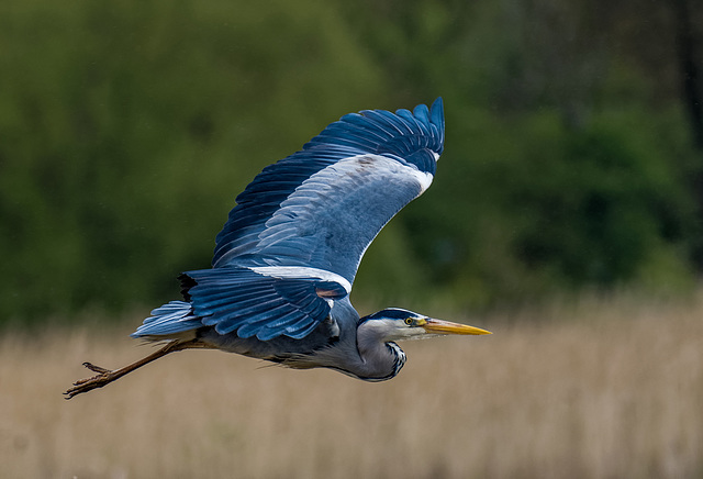 Heron in flight5