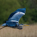 Heron in flight5