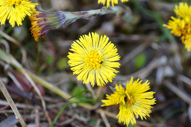 Huflattichblüte mit Rapsglanzkäfer