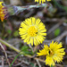 Huflattichblüte mit Rapsglanzkäfer