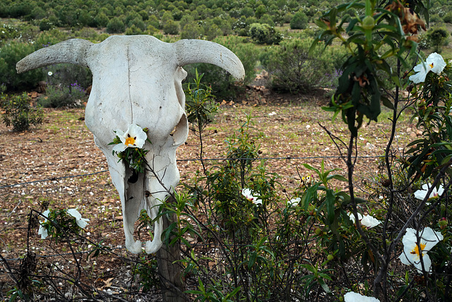 Penedos, Cow fencing, HFF