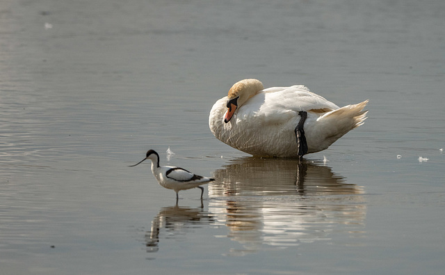 Mute swan and an avocet